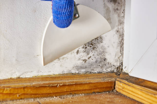 Best Emergency Mold Remediation  in Fort Washington, MD