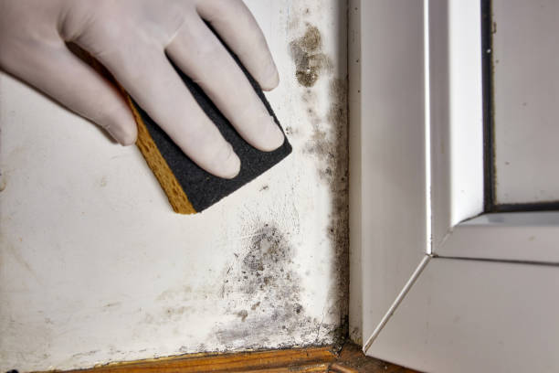 Professional Mold Removal in Fort Washington, MD